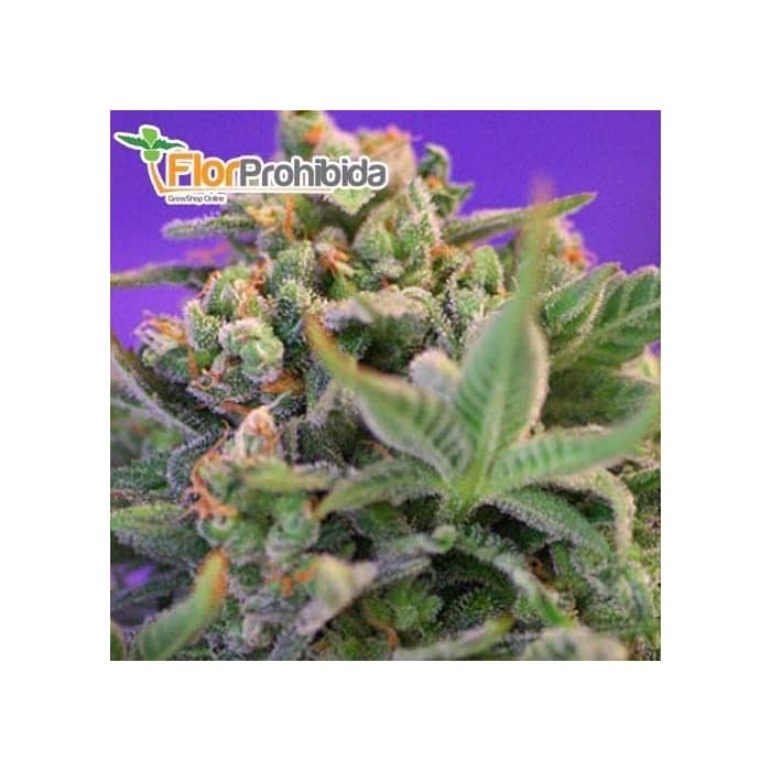 Semillas AUTO SWEET CHEESE Autoflorecientes Feminizadas
