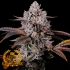 Semillas de marihuana feminizadas RAINBOW CHERRY A GRANEL