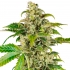 Semillas de marihuana feminizadas AUTO SWEET & SOUR CREAM (Sensi Seeds Research)