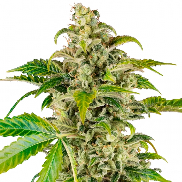 Semillas de marihuana feminizadas AUTO SWEET & SOUR CREAM (Sensi Seeds Research)