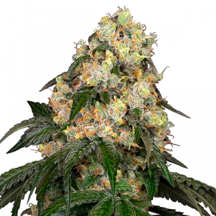 Semillas de marihuana feminizadas WHITE BISCOTTI OG XXL (White Label)