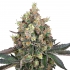 Semillas de marihuana feminizadas SWEET BERRY BREEZE (White Label)