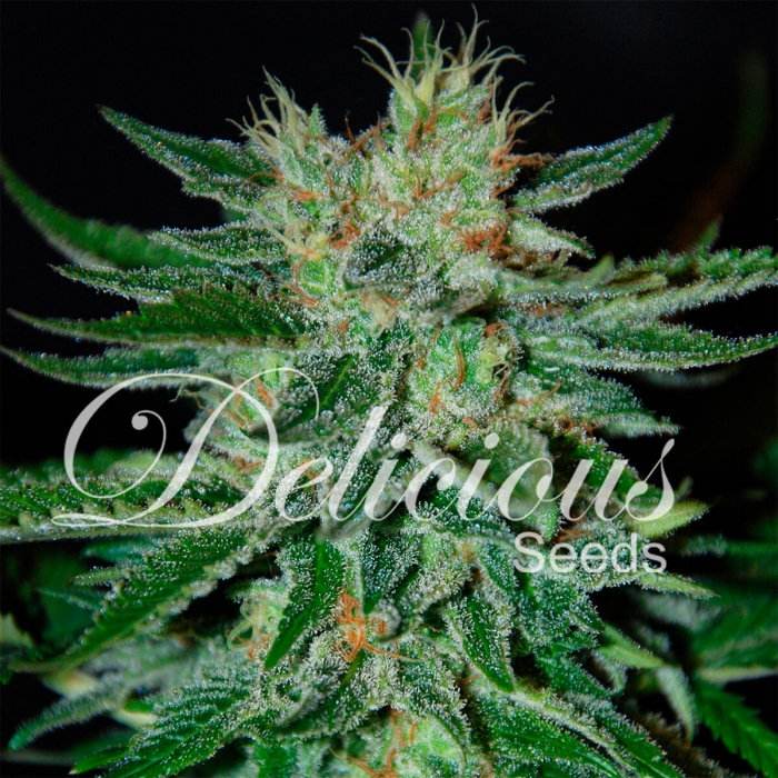 SUGAR BLACK ROSE (Delicious Seeds) marihuana alta calidad