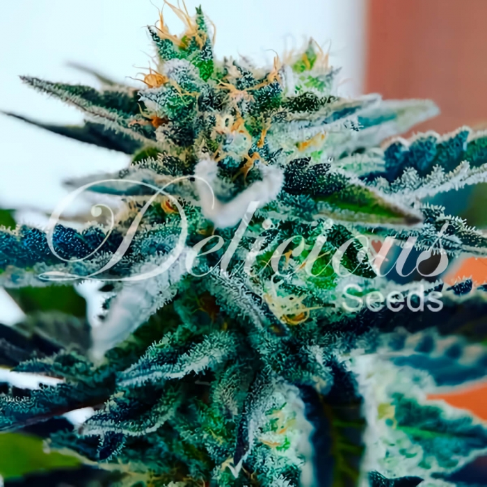 SUGAR BLACK ROSE (Delicious Seeds) Cogollo con resina