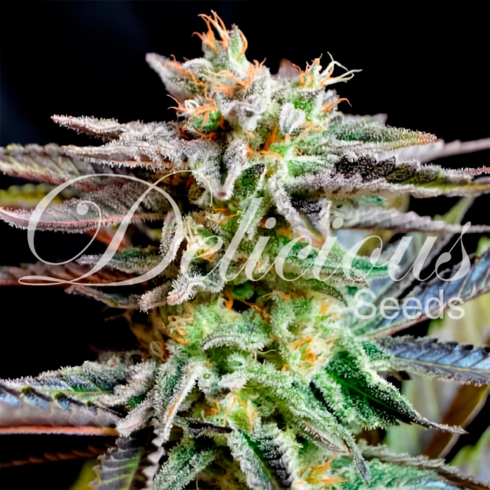 SUGAR BLACK ROSE (Delicious Seeds) Semillas de marihuana