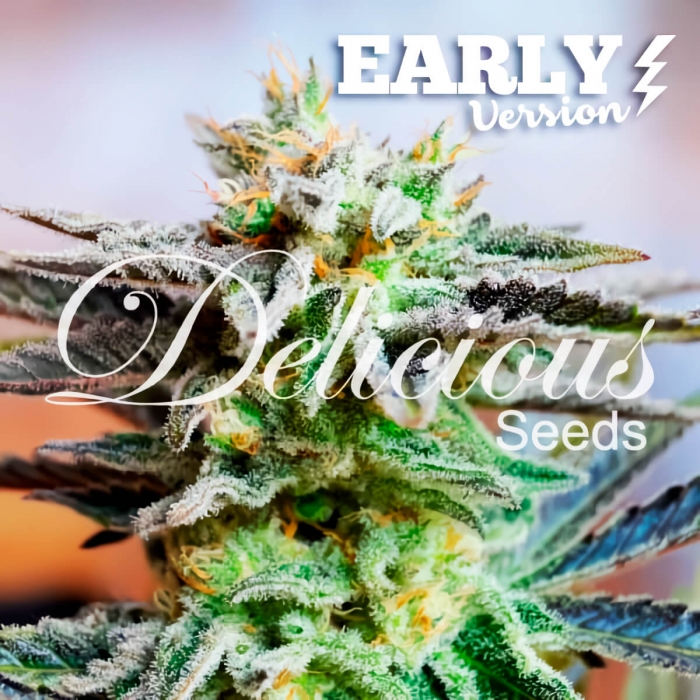 Semillas de marihuana SUGAR BLACK ROSE F1 FAST VERSION (DELICIOUS SEEDS)