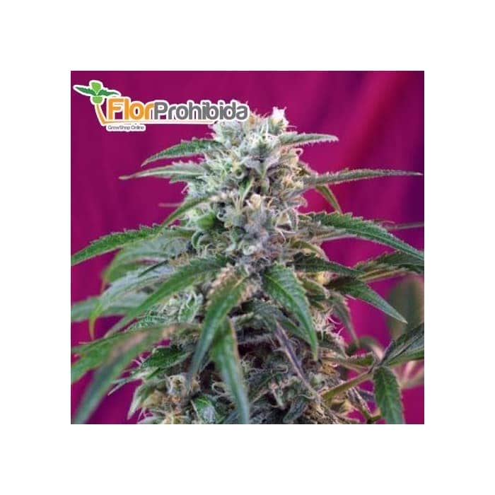 Semillas AUTO GREEN POISON (Sweet Seeds) Autofloreciente feminizada