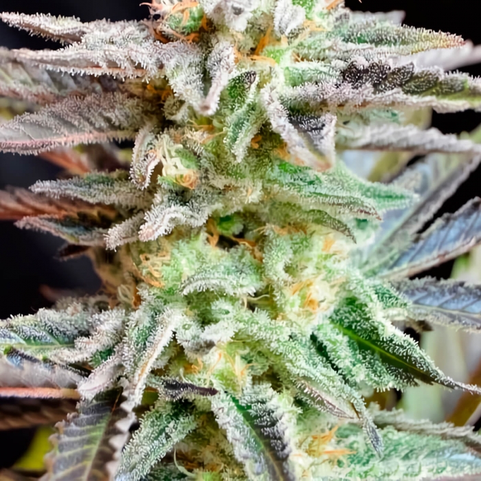 SUGAR BLACK ROSE F1 FAST VERSION (DELICIOUS SEEDS) Resina