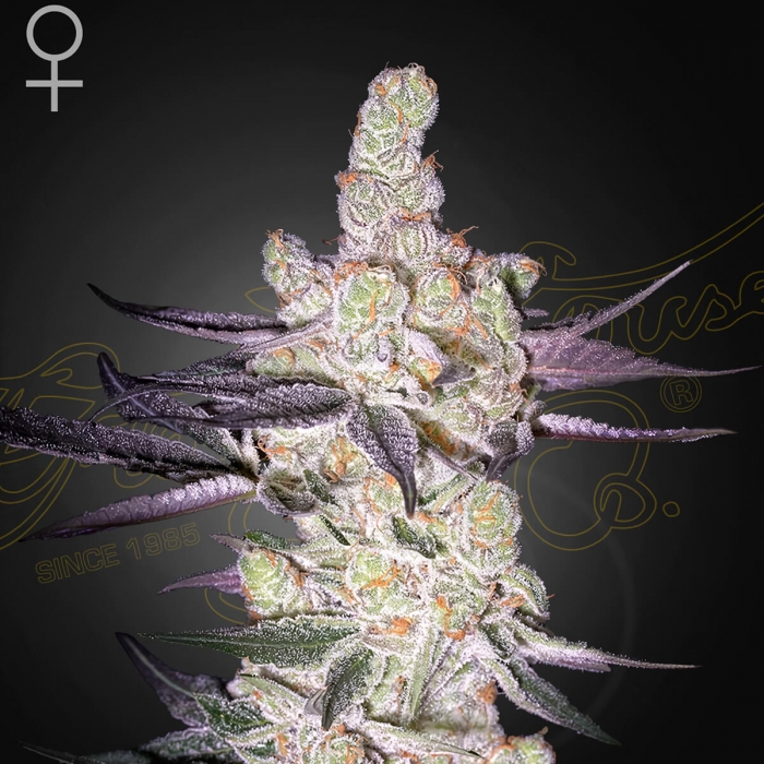 Semillas de marihuana RAZUBERI (Green House Seeds)