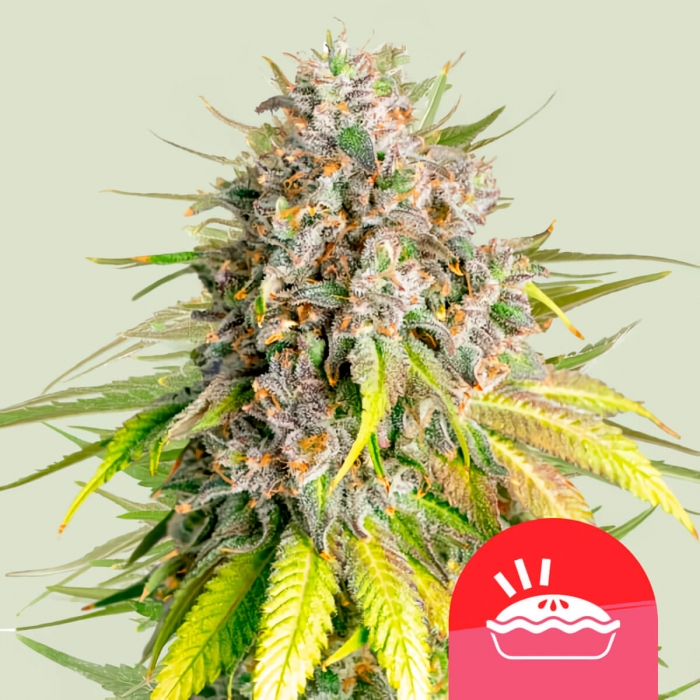 Semillas de marihuana feminizadas PUNCH PIE (Royal Queen Seeds)