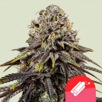Semillas de marihuana feminizadas DYNAMITE DIESEL (Royal Queen Seeds)
