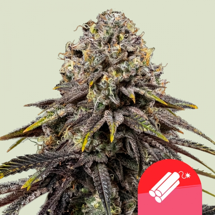 Semillas de marihuana feminizadas DYNAMITE DIESEL (Royal Queen Seeds)