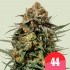 Semillas de marihuana feminizadas GELATO 44 (Royal Queen Seeds)