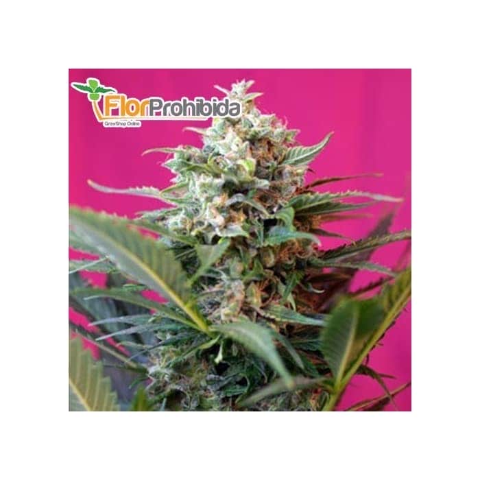 AUTO BIG DEVIL XL (Sweet Seeds) Autofloreciente Feminizada