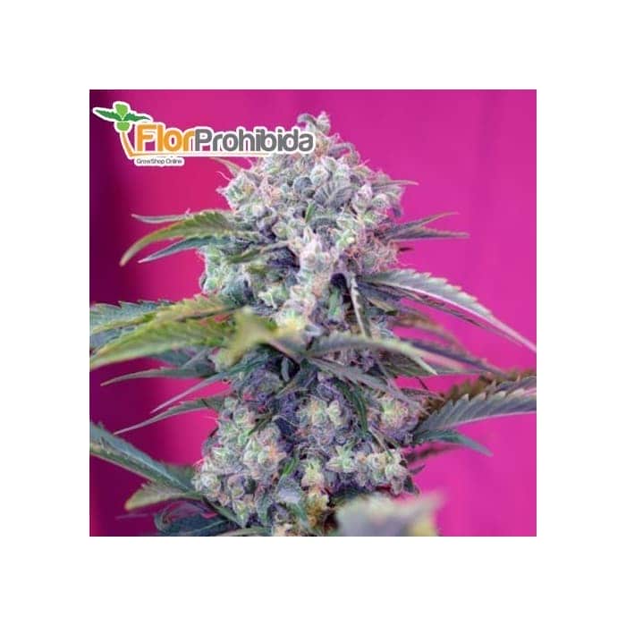 Semilla AUTO CREAM MANDARINE (Sweet Seeds) Autofloreciente Feminizada