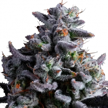 Semillas de marihuana feminizadas ELEMENTZ (Anesia Seeds)