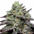 Semillas de marihuana feminizadas SMASHBERRY FUMEZ (Anesia Seeds)