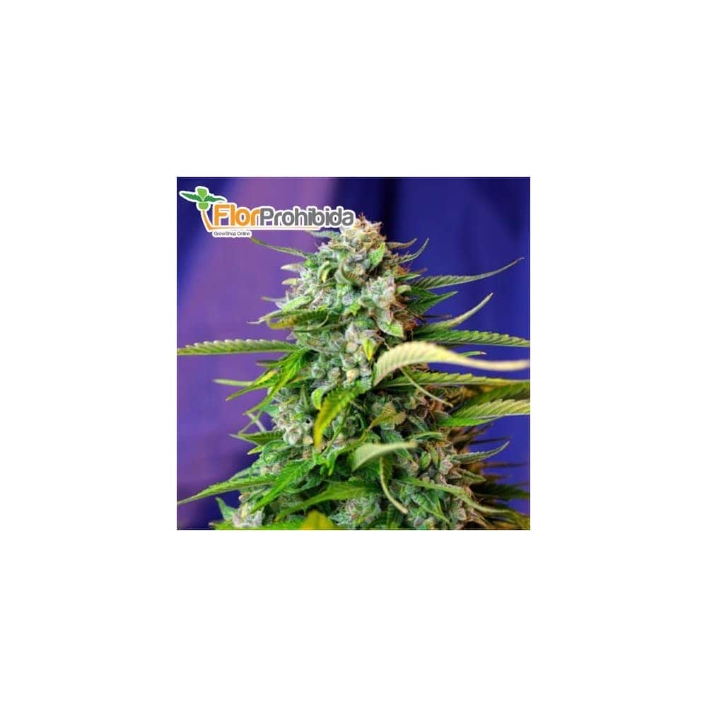 AUTO JACK 47 (Sweet Seeds) - Semillas de marihuana Autofloreciente