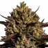 Semilla marihuana feminizada CHIMERA CUT (Anesia Seeds)