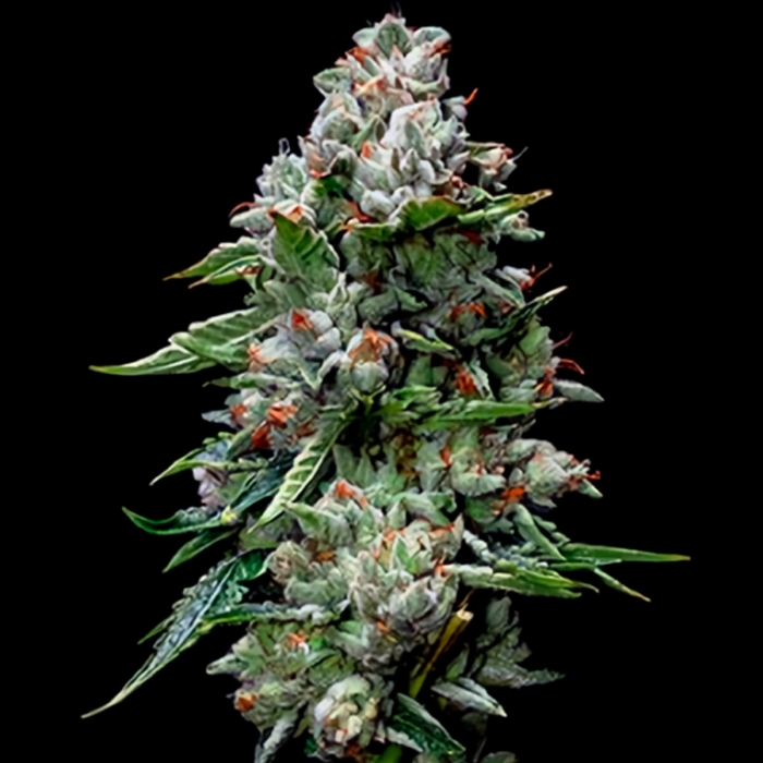 Semillas Marihuana feminizadas Kosher Kush Cogollo
