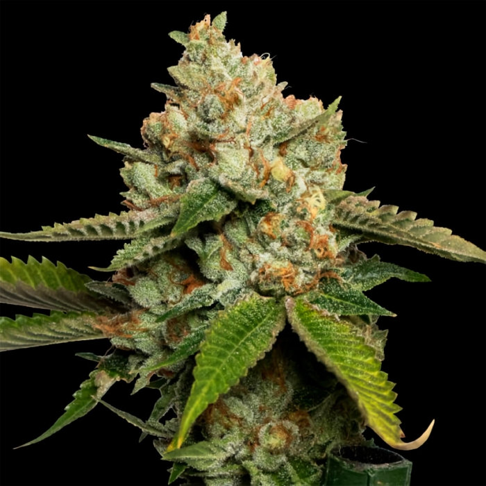Semillas feminizadas de marihuana Kosher Kush de DNA Genetics