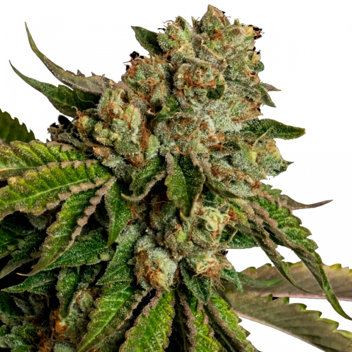 Kosher Kush de DNA Genetics - Semillas feminizadas de marihuana