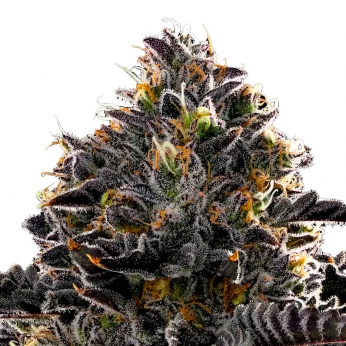 Semillas de marihuana feminizadas PURPLE LOBSTER (Anesia Seeds)