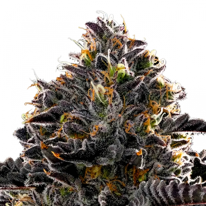 Semillas de marihuana feminizadas PURPLE LOBSTER (Anesia Seeds)