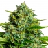 Semillas de marihuana feminizadas STICKY BOOF (Anesia Seeds)