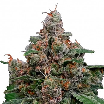 Semillas de marihuana feminizadas SUN OF A PEACH (Anesia Seeds)