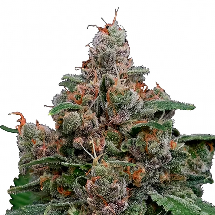 Semillas de marihuana feminizadas SUN OF A PEACH (Anesia Seeds)