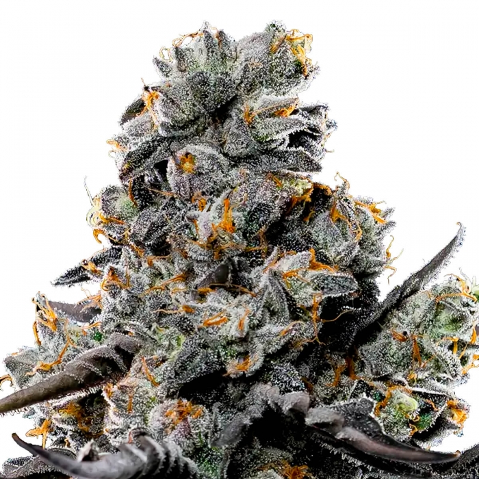 Semillas de marihuana feminizadas VIOLET FACE (Anesia Seeds)