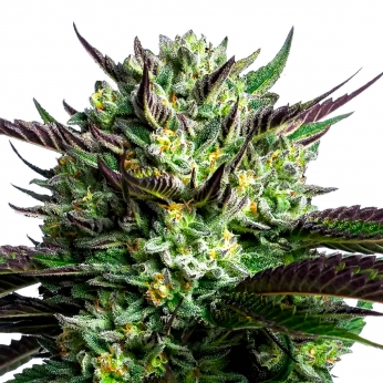 Semillas de marihuana feminizadas WHAM BOOM (Anesia Seeds)