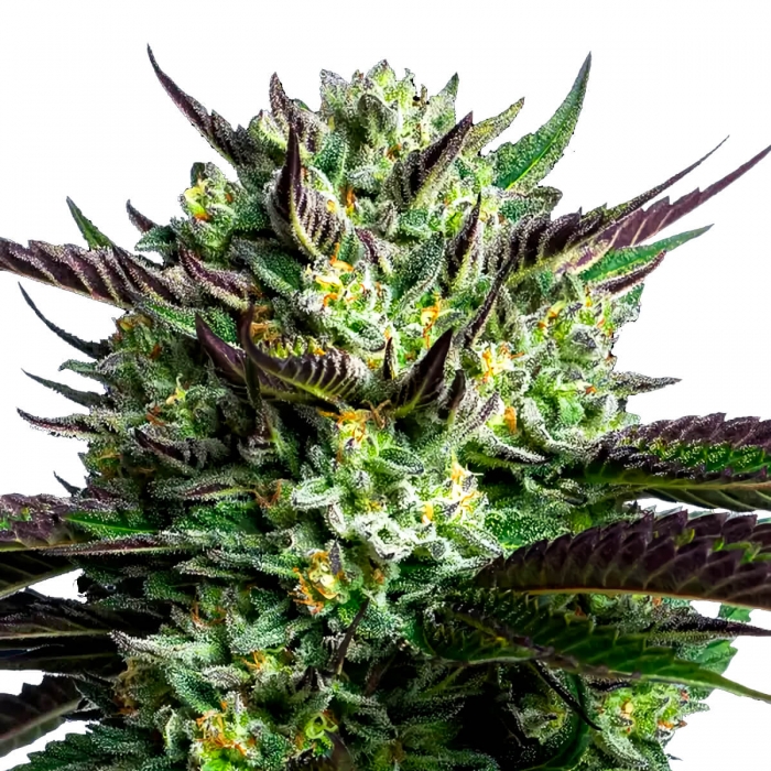 Semillas de marihuana feminizadas WHAM BOOM (Anesia Seeds)