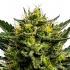 Semillas de marihuana feminizadas autoflorecientes AUTO WHAM BOOM (Anesia Seeds)