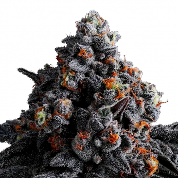 Semillas de marihuana feminizadas INDIGO SAPPHIRE (Anesia Seeds)
