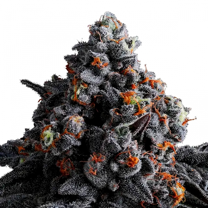 Semillas de marihuana feminizadas INDIGO SAPPHIRE (Anesia Seeds)