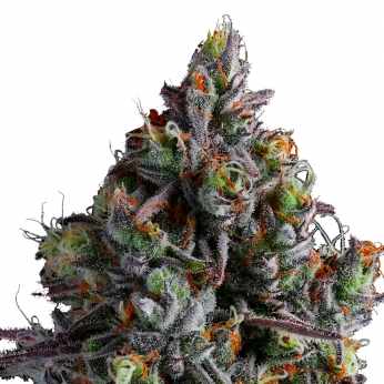 Semillas de marihuana feminizadas COCO JAMBO (Anesia Seeds)