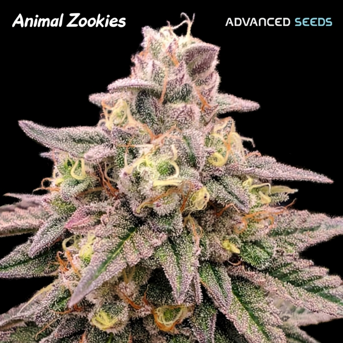 ANIMAL ZOOKIES (Advanced Seeds)