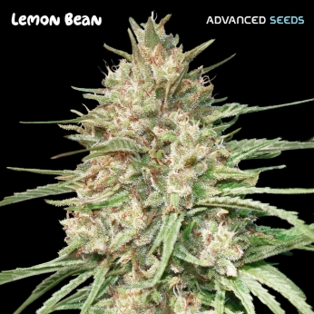 Semillas de marihuana feminizadas LEMON BEAN (Advanced Seeds)