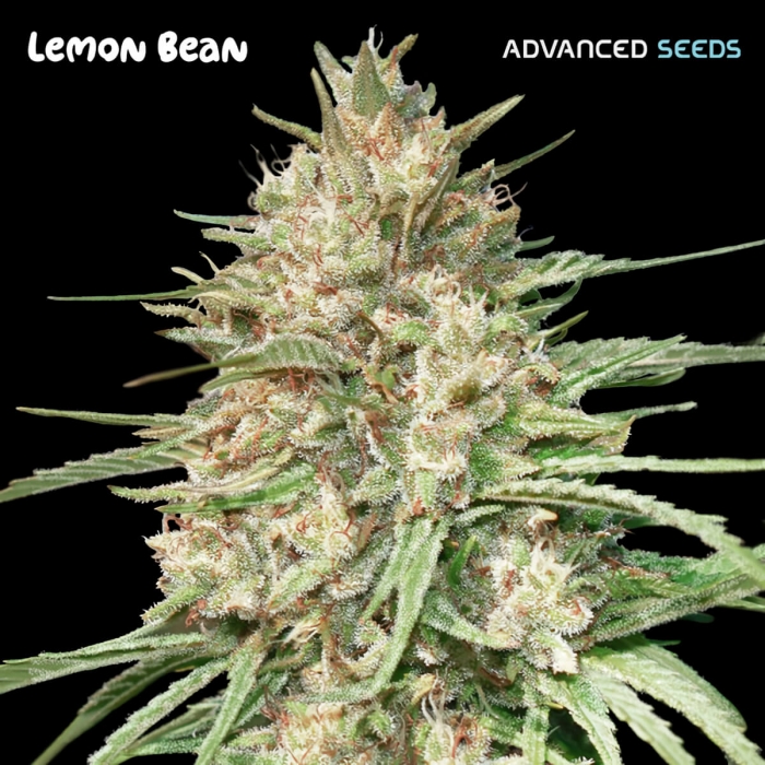 Semillas de marihuana feminizadas LEMON BEAN (Advanced Seeds)