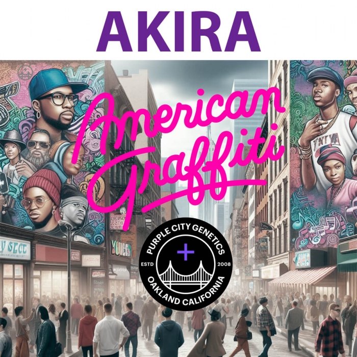 Semillas de marihuana feminizadas AKIRA (Purple City Genetics)