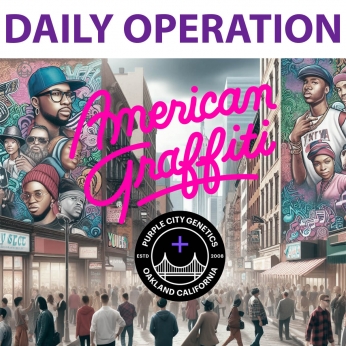 Semillas de marihuana feminizadas DAILY OPERATION (Purple City Genetics)