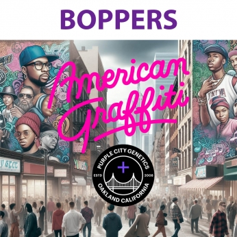 Semillas de marihuana feminizadas BOPPERS (Purple City Genetics)