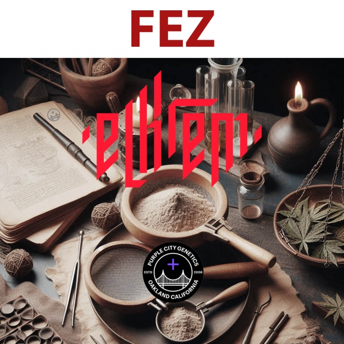 Semillas de marihuana feminizadas FEZ (Purple City Genetics)