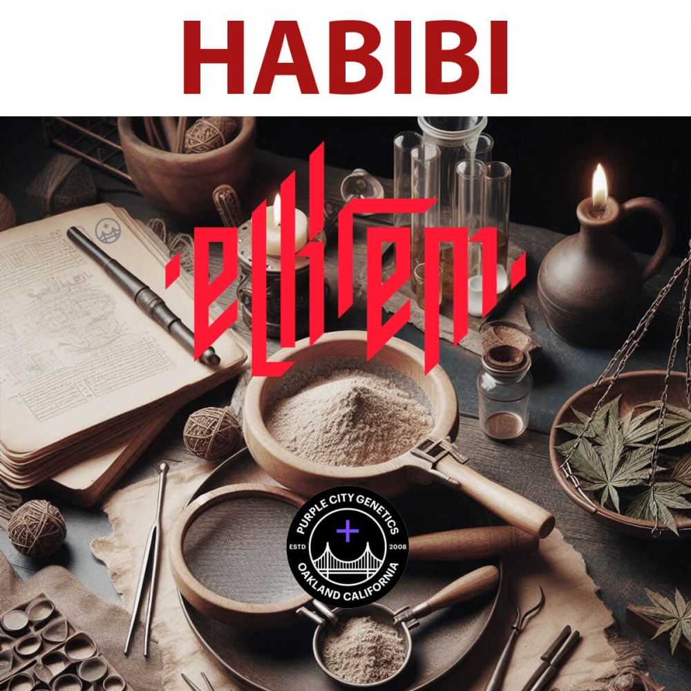 Semillas de marihuana feminizadas HABIBI (Purple City Genetics)