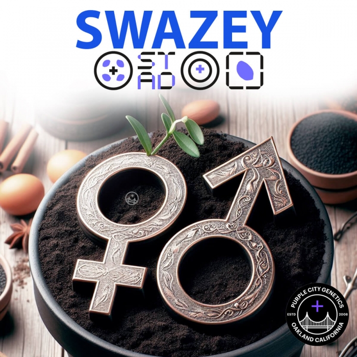 Semillas de marihuana regulares SWAZEY REGULAR (Purple City Genetics)
