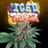 Semillas de marihuana ICED PEACH (Perfect Tree) logo.