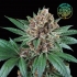 Semillas cultivo cannabis ICED PEACH (Perfect Tree)
