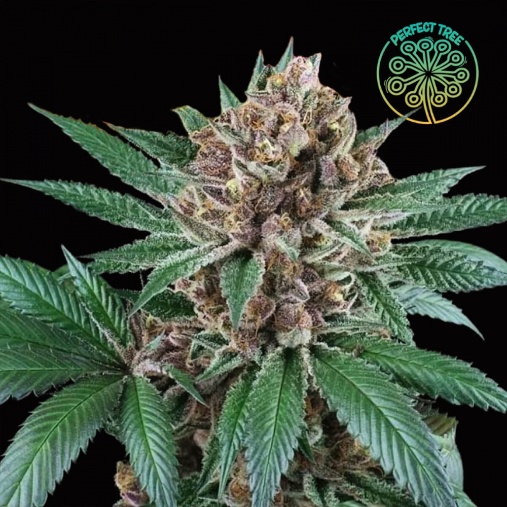 Semillas cultivo cannabis ICED PEACH (Perfect Tree)